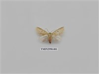 藏品(夜蛾462)的圖片